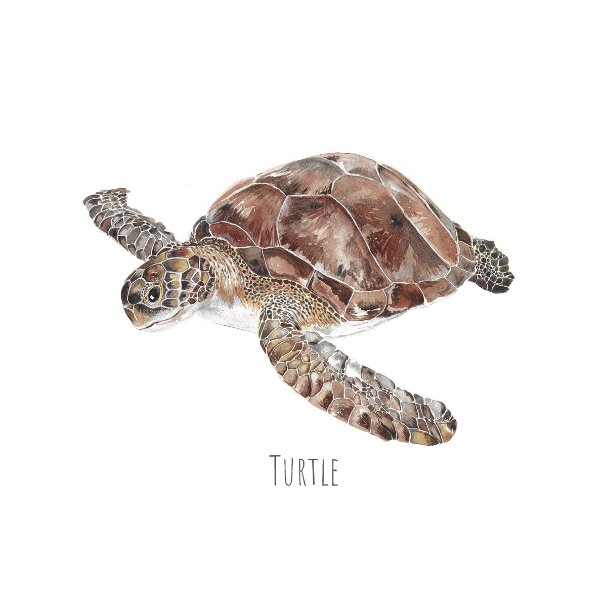 Personalised Turtle Watercolour Fine Art Print – view 3